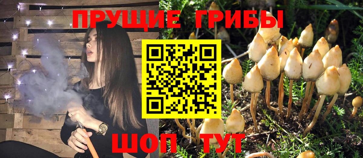 Псилоцибиновые грибы Psilocybe  Вход с VPN  Псилоцибиновые грибы прущие грибы  Кулебаки 